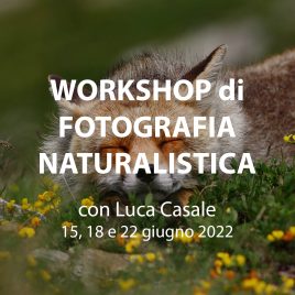 Workshop di fotografia naturalistica al Gran Paradiso